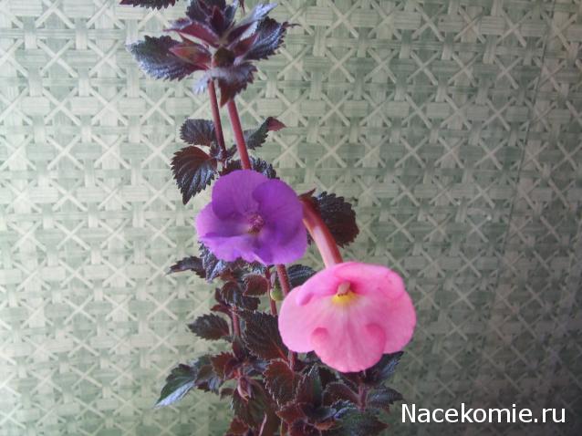 Rosinka07 - Домики бабушек