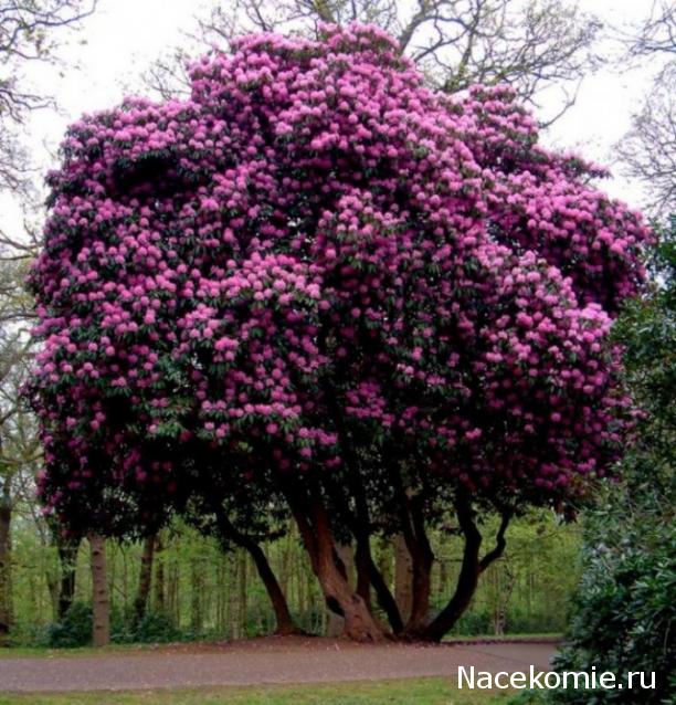 leonidovna - Ниша мечты