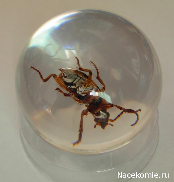 Чудеса Природы - График Выхода и обсуждение