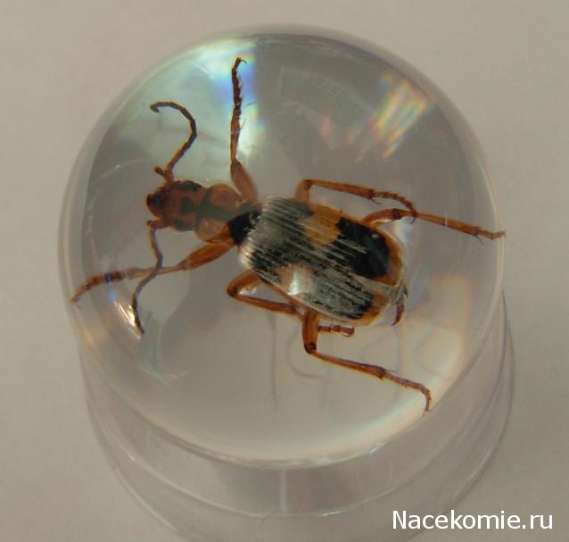 Чудеса Природы - График Выхода и обсуждение