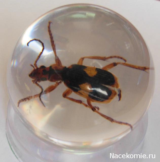 Чудеса Природы - График Выхода и обсуждение