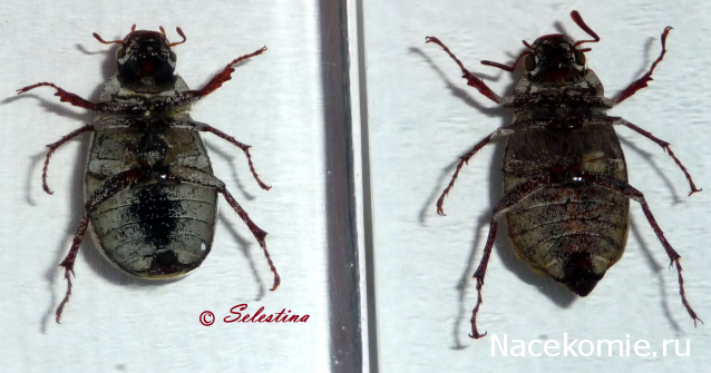 Насекомые №26 - Белый бриллиантовый жук (Cyphochilus sp.)