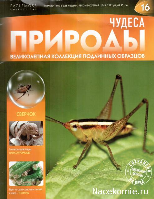 Чудеса Природы №16 - Сверчок (Gryllidae)