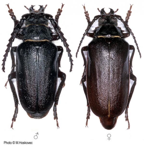 Помощь в определении насекомых