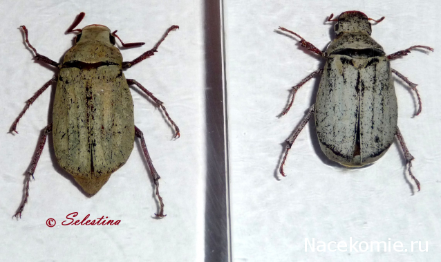 Насекомые №26 - Белый бриллиантовый жук (Cyphochilus sp.)