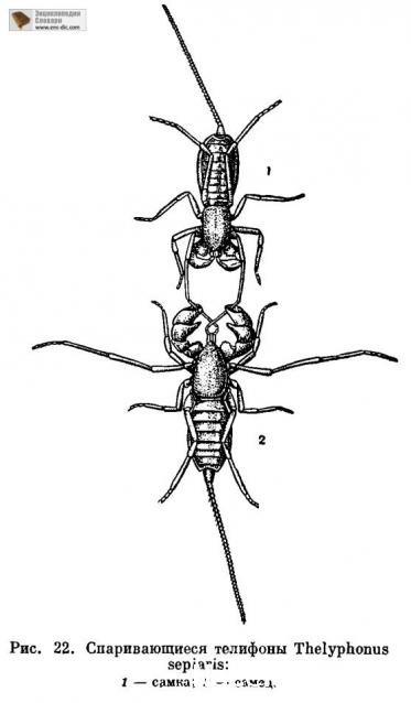 Насекомые №28 - Телифон хвостатый (Telyphonus caudatus)