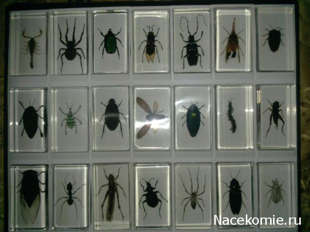 Насекомые и их знакомые: Итоги первого кейса