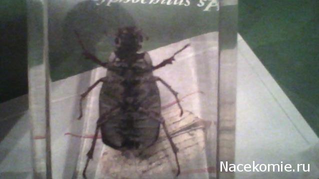 Насекомые №26 - Белый бриллиантовый жук (Cyphochilus sp.)