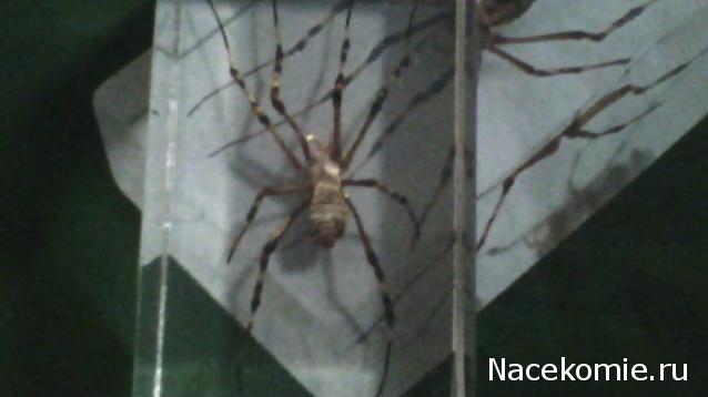 Насекомые №25 - Аргиопа Брюнниха (Argiope bruennichi)