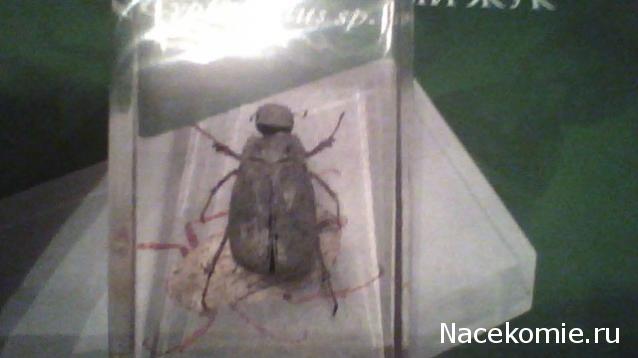 Насекомые №26 - Белый бриллиантовый жук (Cyphochilus sp.)