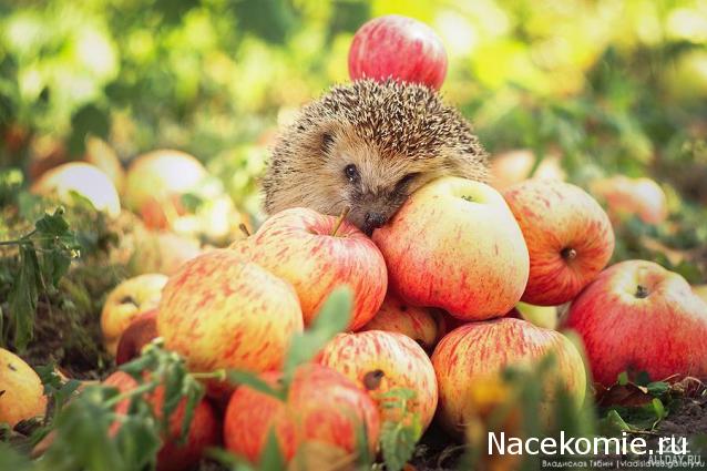 Наши Дни Рождения