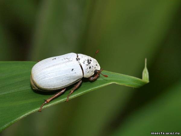 Насекомые №26 - Белый бриллиантовый жук (Cyphochilus sp.)