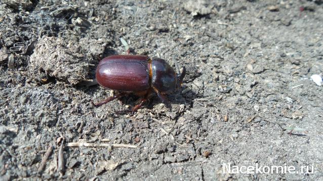 Помощь в определении насекомых
