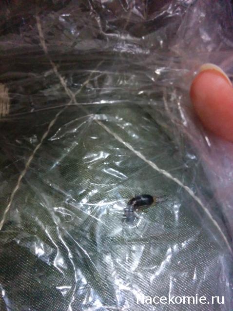 Насекомые №12 - Гигантский водяной клоп (Lethocerus sp.)