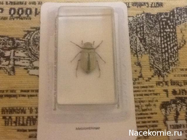 Насекомые №26 - Белый бриллиантовый жук (Cyphochilus sp.)