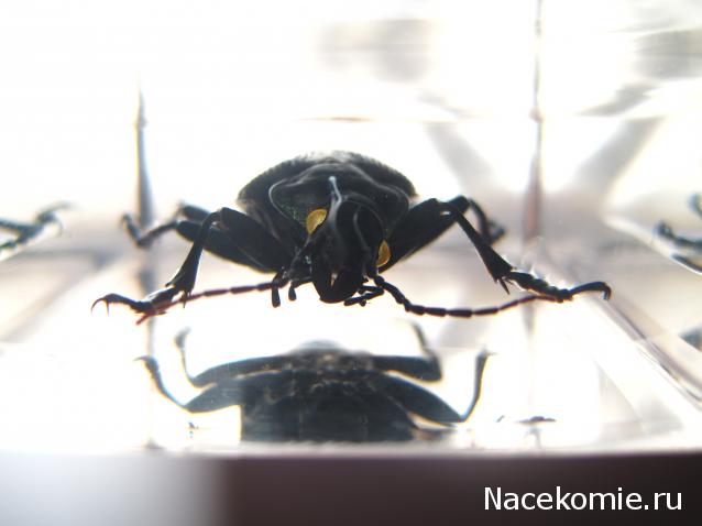 Насекомые №22 - Красотел (Calosoma sp)