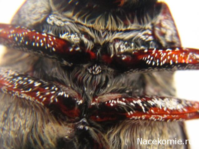 Насекомые №26 - Белый бриллиантовый жук (Cyphochilus sp.)