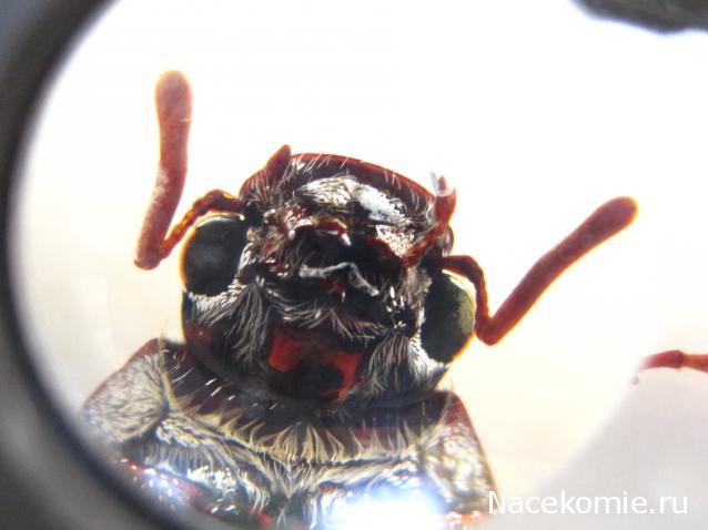 Насекомые №26 - Белый бриллиантовый жук (Cyphochilus sp.)