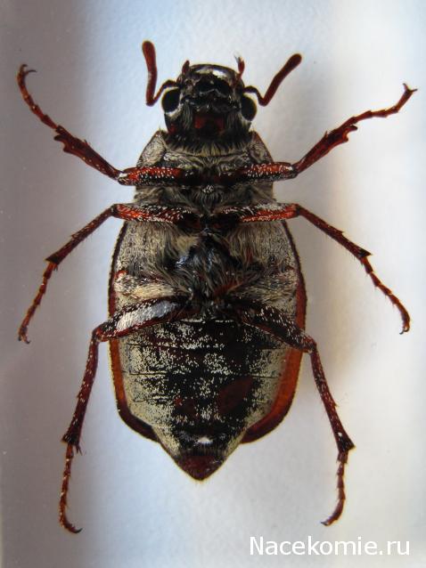 Насекомые №26 - Белый бриллиантовый жук (Cyphochilus sp.)