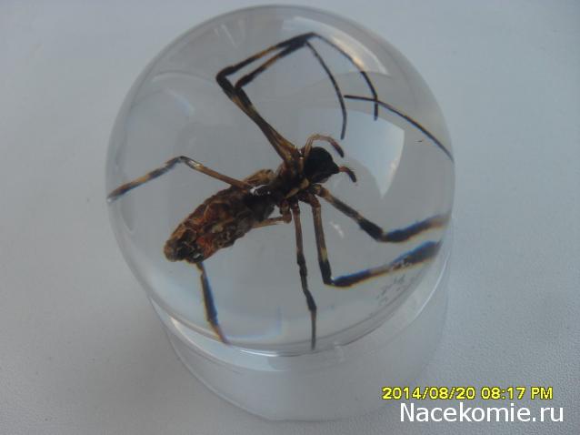 Чудеса Природы. Подписка