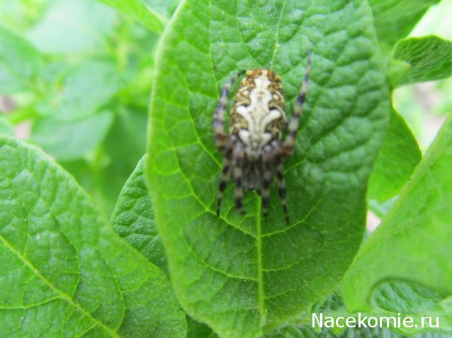 Помощь в определении насекомых