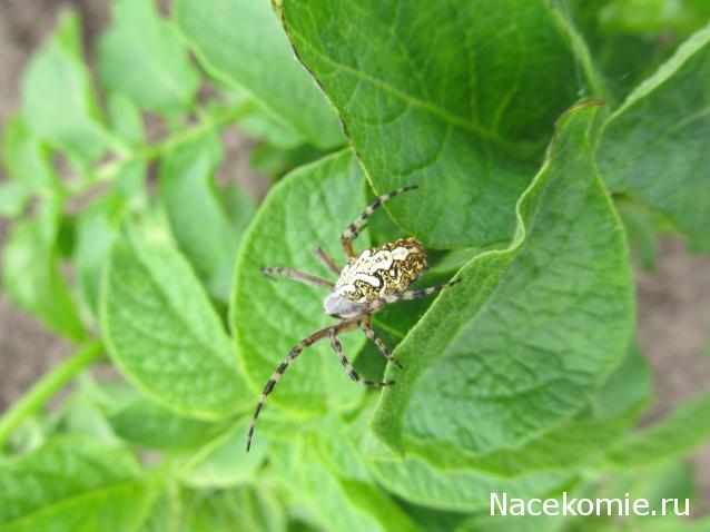 Помощь в определении насекомых