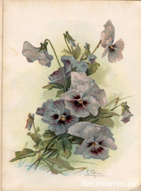 Наши Дни Рождения