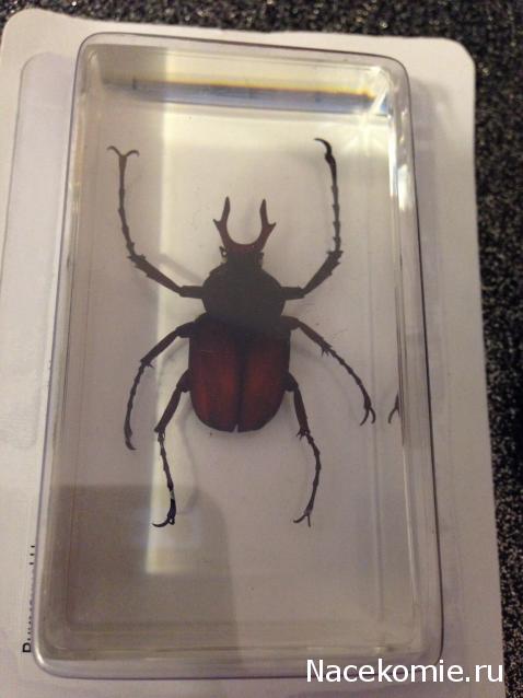 Насекомые №31 - Формосская бронзовка (Dicronocephatus)