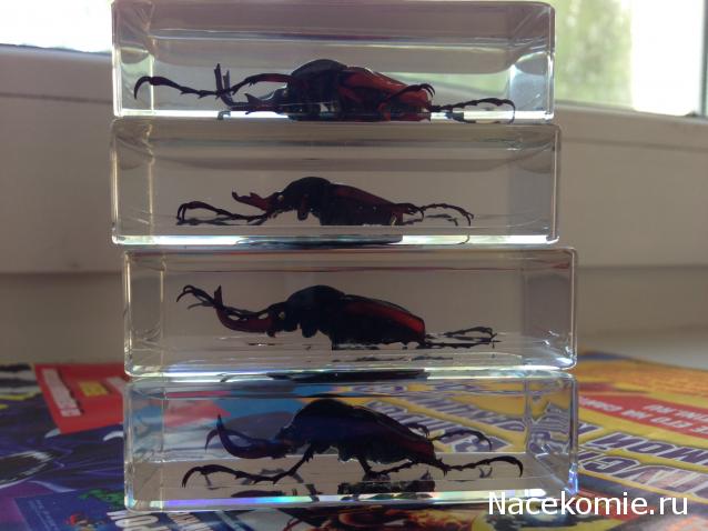 Насекомые №31 - Формосская бронзовка (Dicronocephatus)