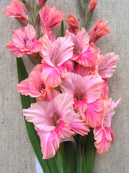 Наши Дни Рождения