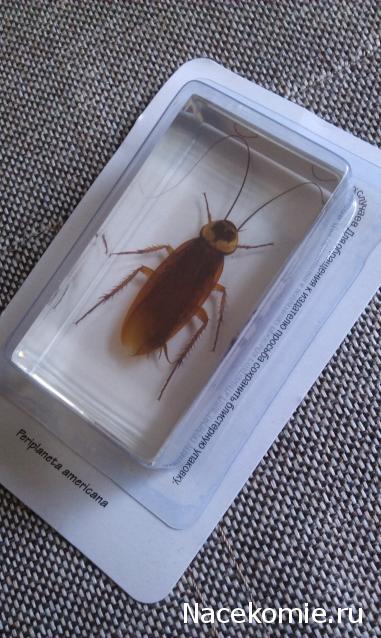 Насекомые №30 - Американский Таракан (Periplaneta americana)