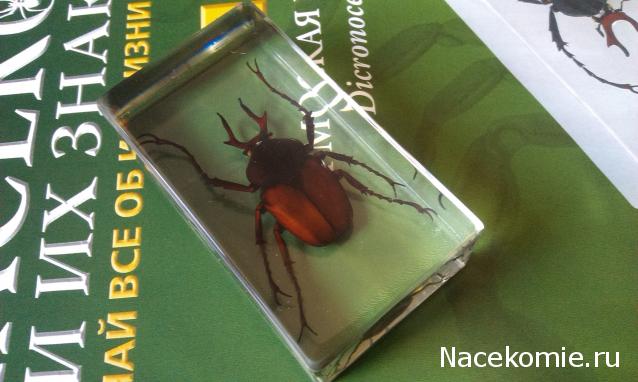 Насекомые №31 - Формосская бронзовка (Dicronocephatus)