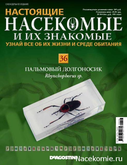 Насекомые №36 - Пальмовый Долгоносик (Rhynchophorus sp.)