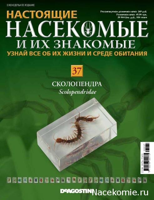 Насекомые №37 - Сколопендра (Scolopendridae)