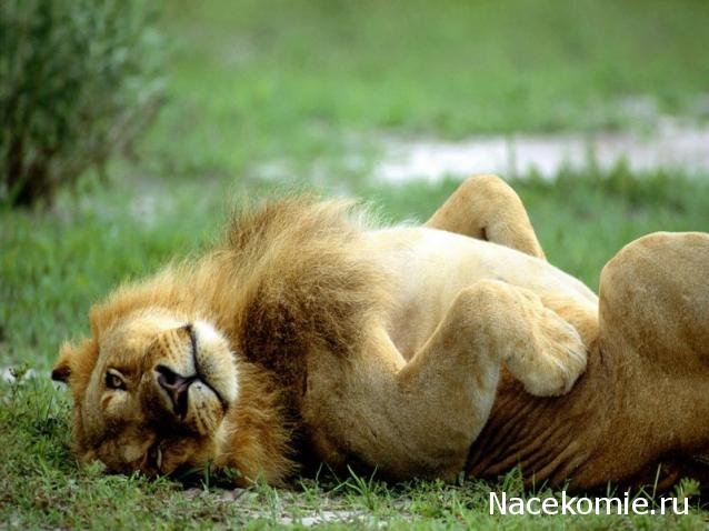 Дом Мечты наши дни рождения