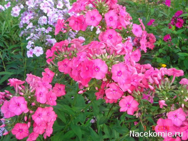 Наши Дни Рождения