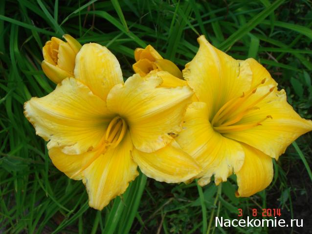 Наши Дни Рождения