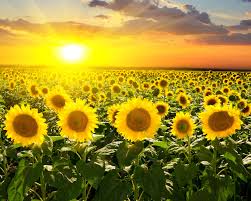 Куклы в Народных Костюмах – Игра "Обжинки-Собираем Урожай"