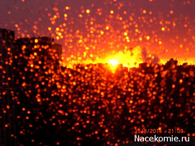 daffodil - Румбокс в бордовых тонах