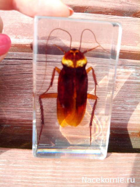 Насекомые №30 - Американский Таракан (Periplaneta americana)