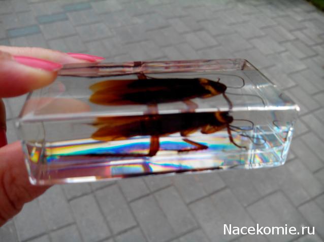 Насекомые №30 - Американский Таракан (Periplaneta americana)