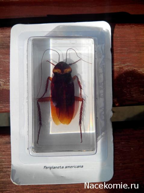 Насекомые №30 - Американский Таракан (Periplaneta americana)