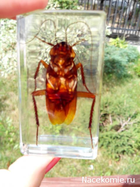 Насекомые №30 - Американский Таракан (Periplaneta americana)