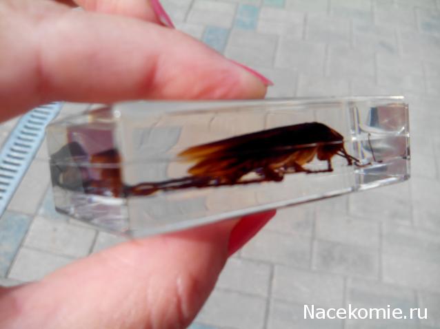 Насекомые №30 - Американский Таракан (Periplaneta americana)