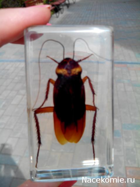 Насекомые №30 - Американский Таракан (Periplaneta americana)