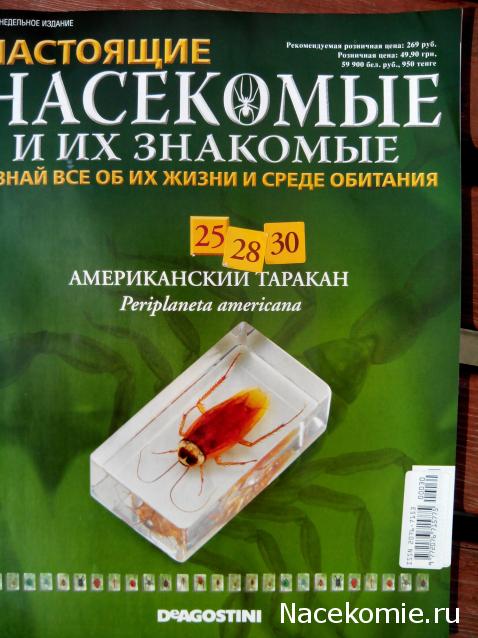 Насекомые №30 - Американский Таракан (Periplaneta americana)