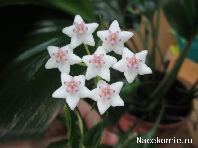 Дом Мечты Болталка: перезагрузка