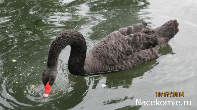 Наши Дни Рождения