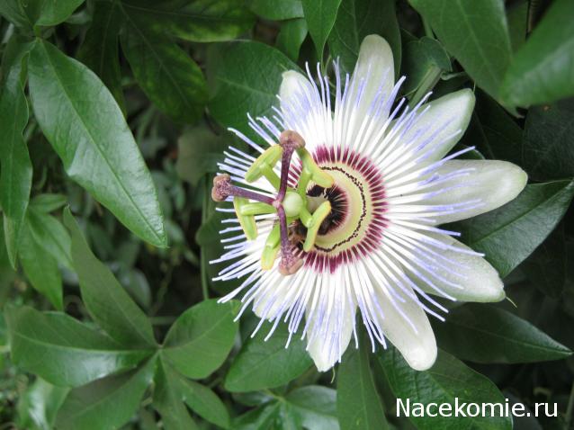 Наши Дни Рождения