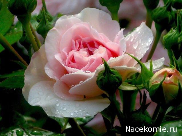 Moshule - Стройка века